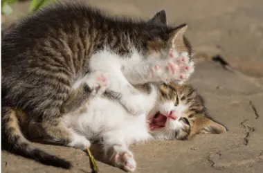 Why does mom cat bite her kittens?