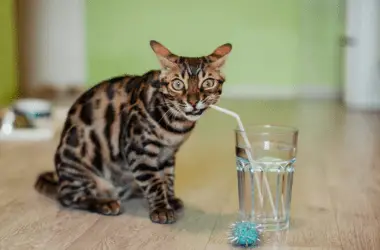 sugar water for cats