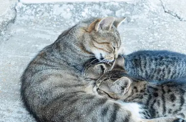 Why Do Mother Cats Bite the Necks of Their Kittens