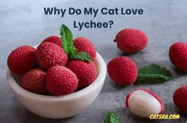 Why Do my Cat Love Lychee