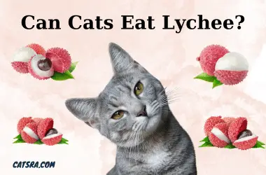 can cats eat lychee