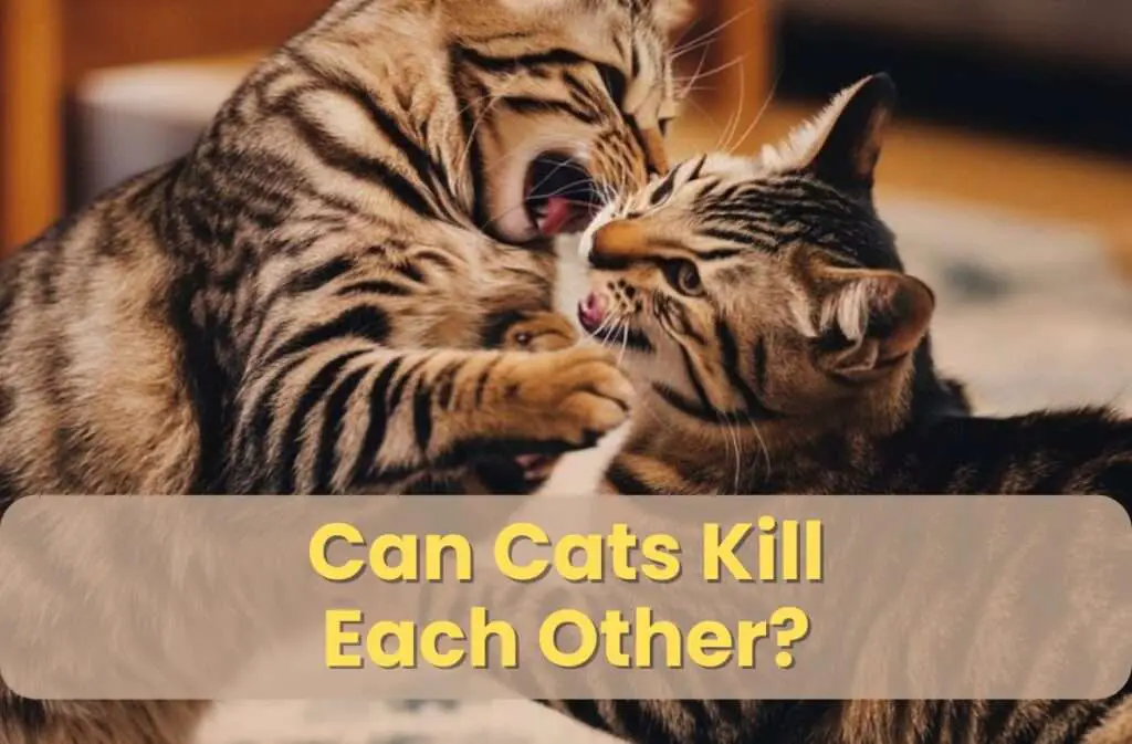 can cats kill each other