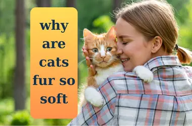 why are cats fur so soft