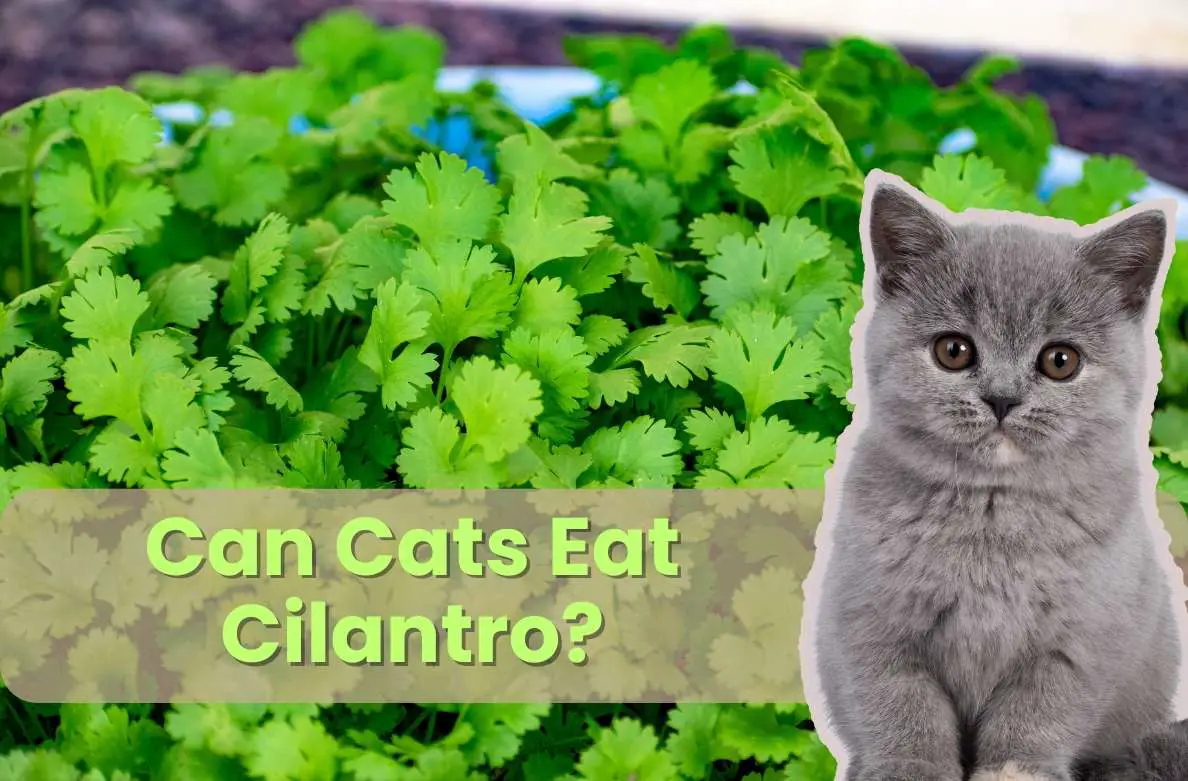 Is Falafel Safe for Cats