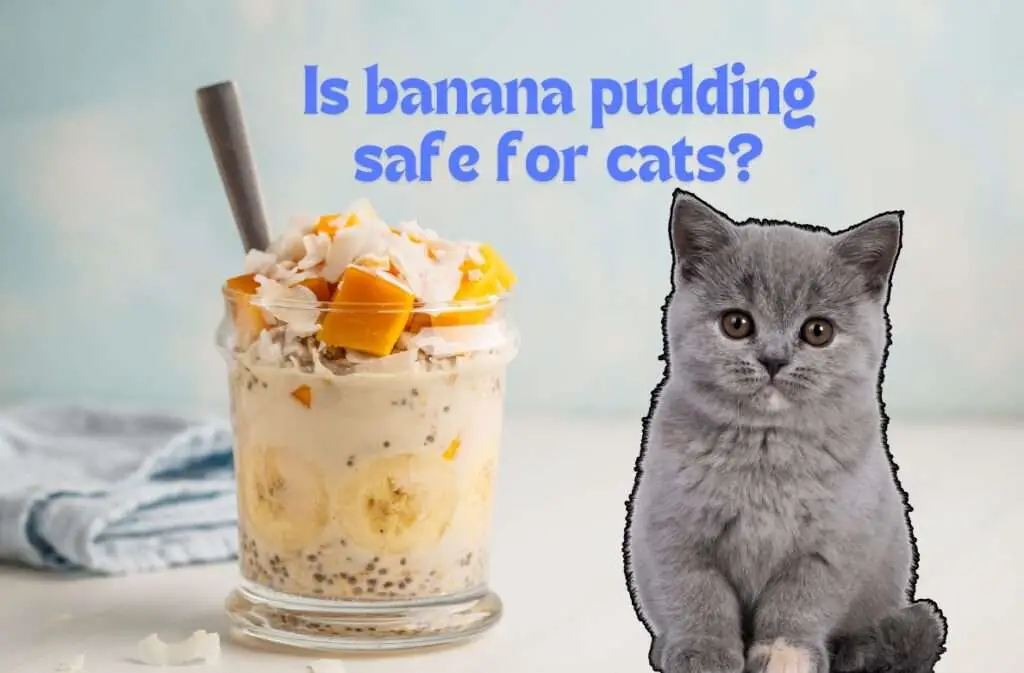 Is banana pudding safe for cats