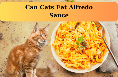 can cats eat alfredo pasta sauce