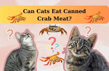 can cats eat canned crab meat