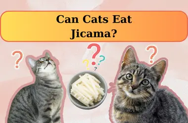 can cats eat jicama
