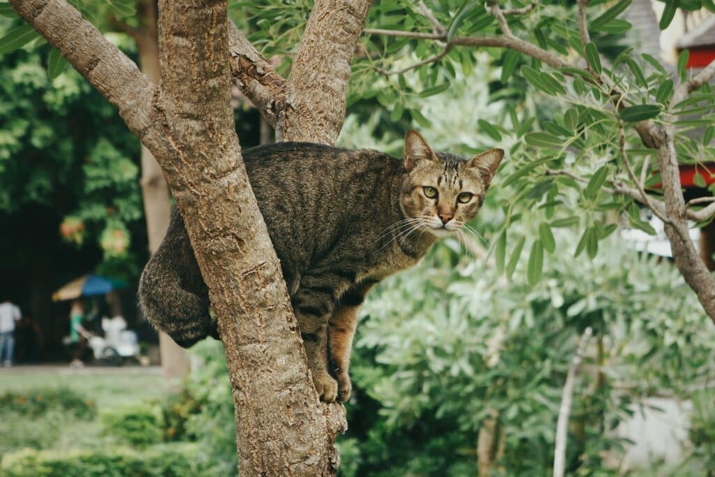 How to discipline a bengal cat