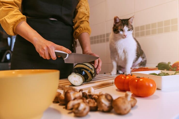 mushroom soup for cats