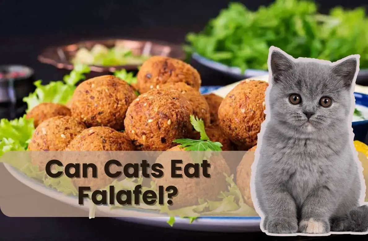 Can Cats Eat Falafel 1