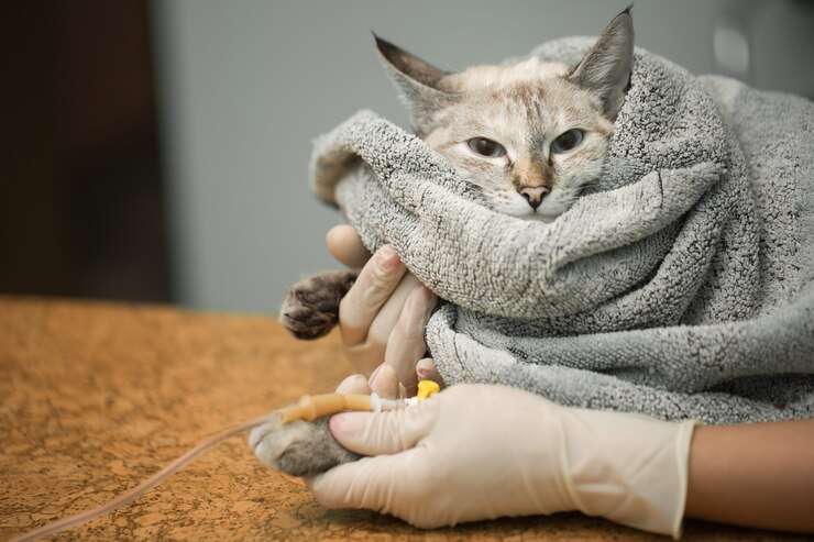 can cats get colds