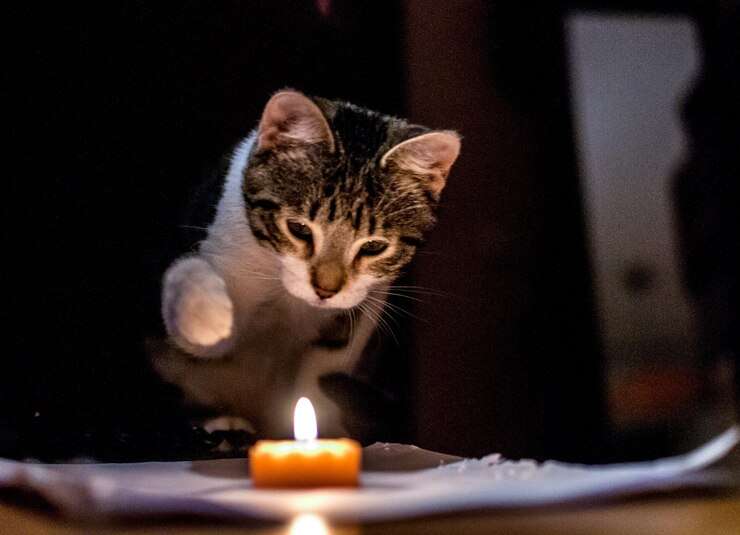 what happens If a cat touches fire?
