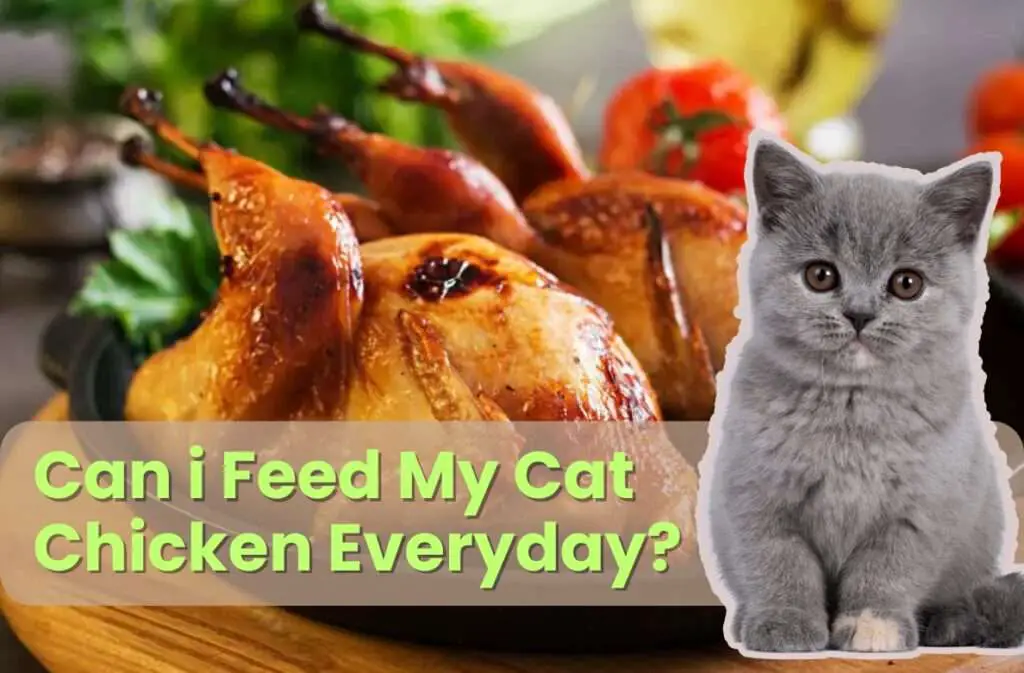 can i feed my cat chicken everyday