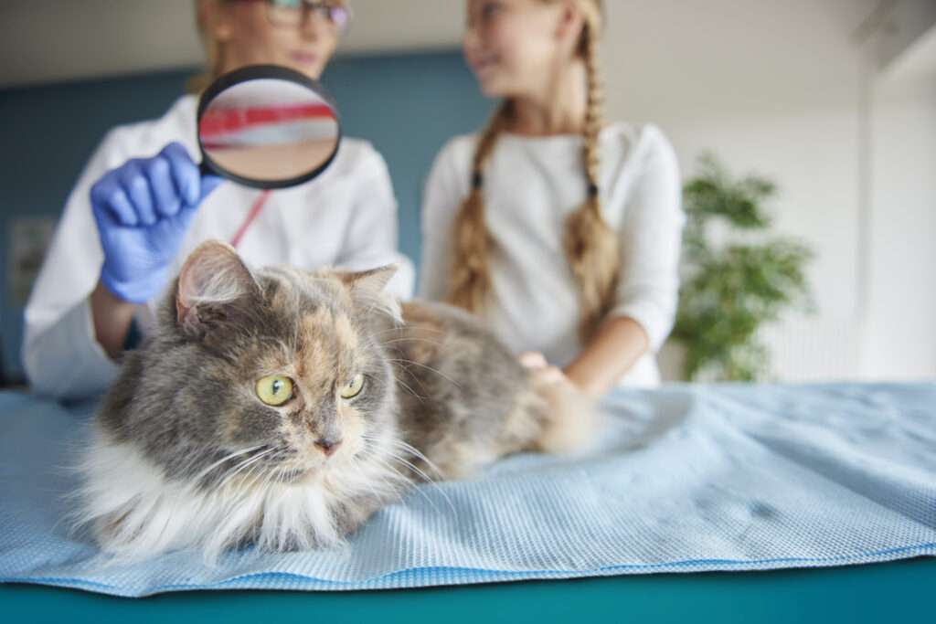how to treat a cat with allergies