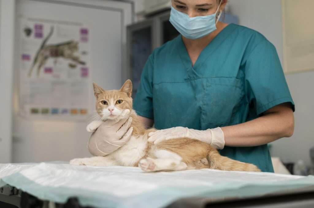 medical consideration for cats