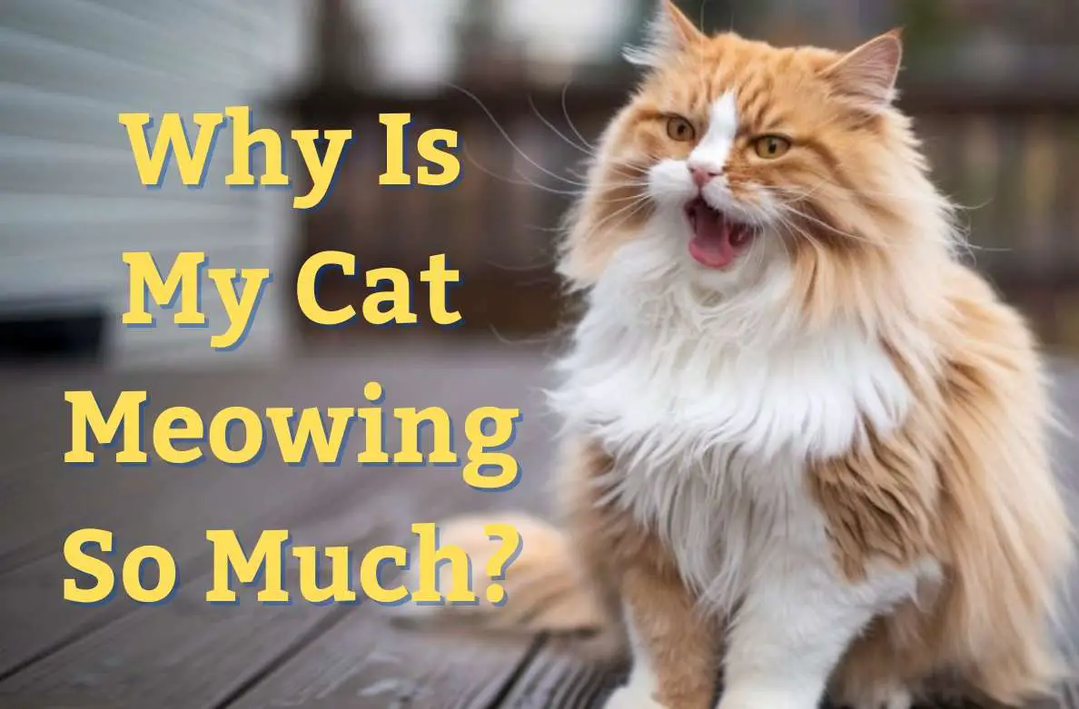 Why Is My Cat Meowing So Much?