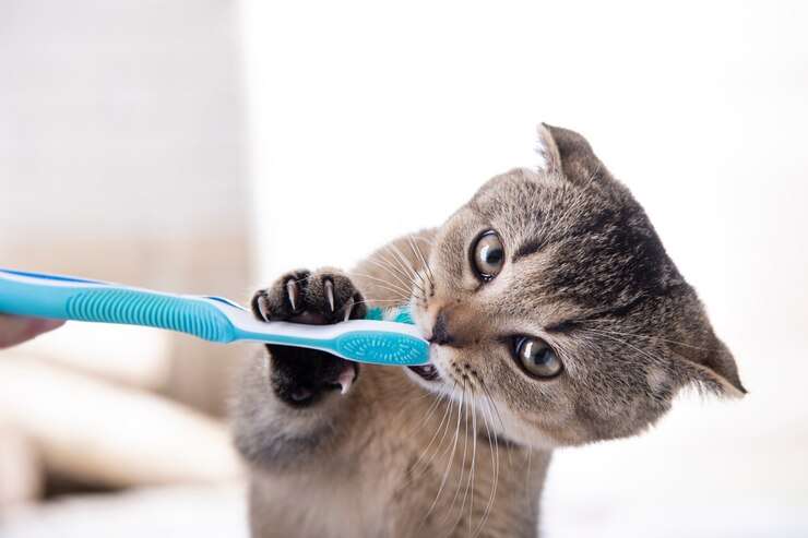 how to care for your cats teeth
