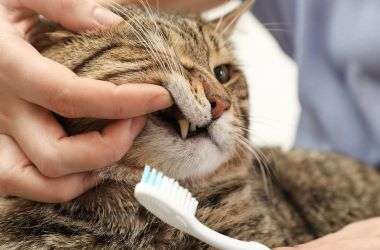 how to care for cats teeth
