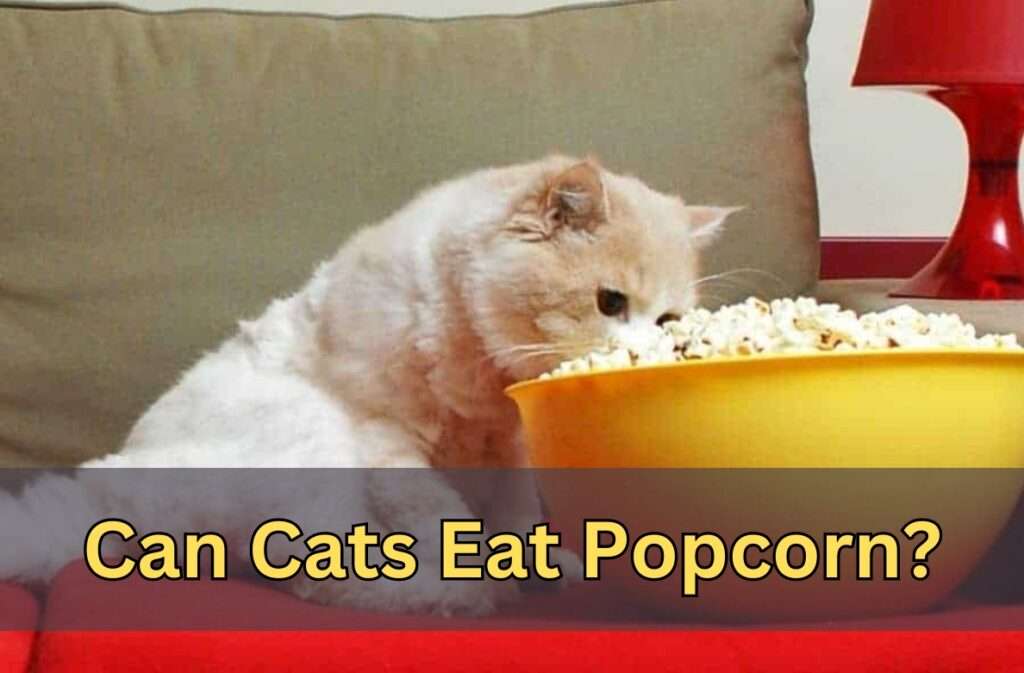 can cats eat popcorn