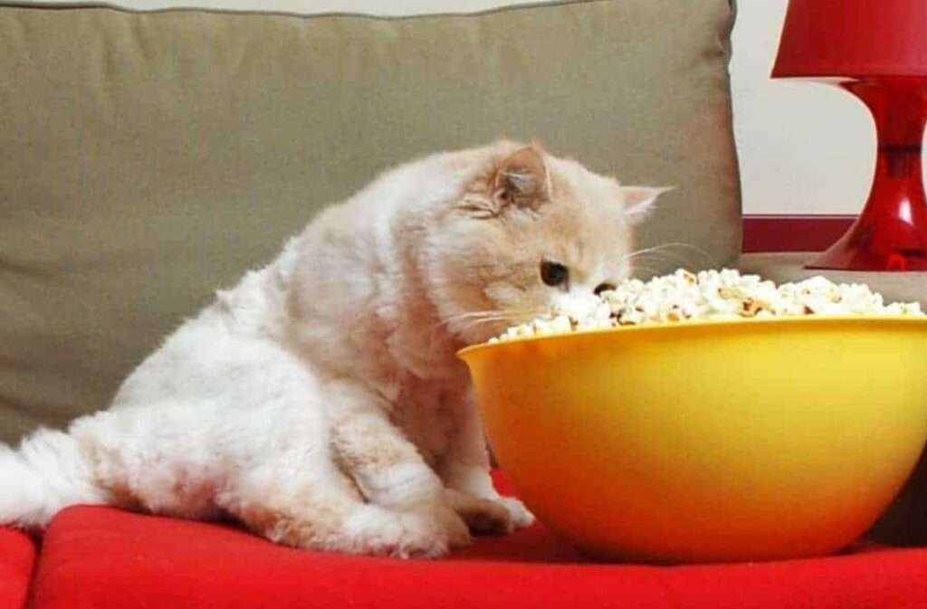 can cats eat popcorn