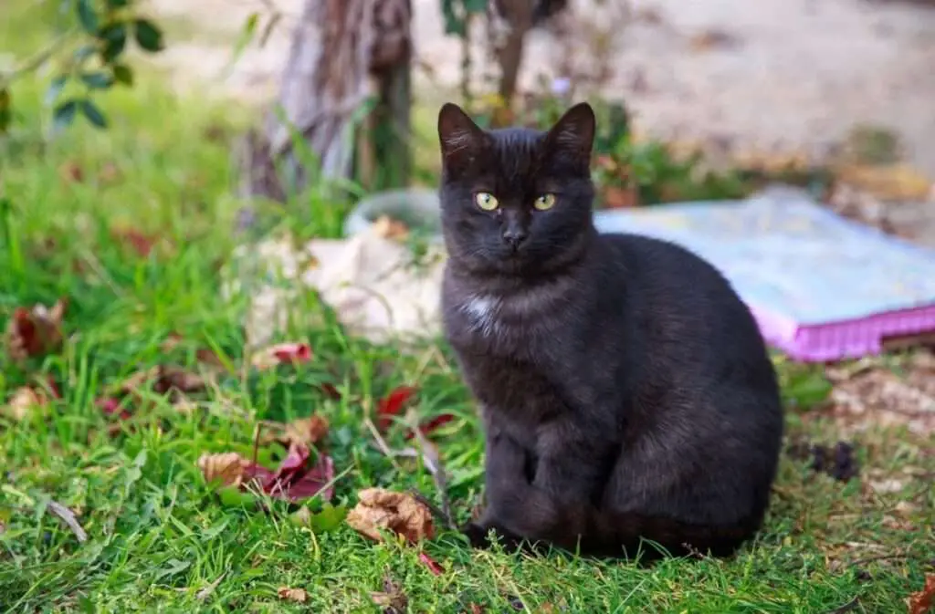 why are black cats so sweet