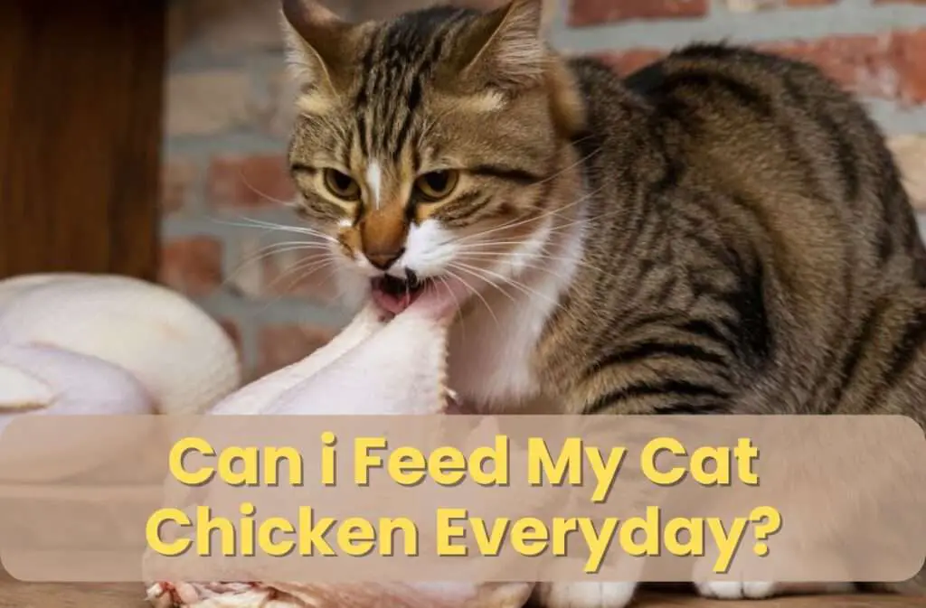 can i feed my cat chicken everyday